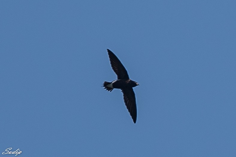 Brown-backed Needletail - ML430788481