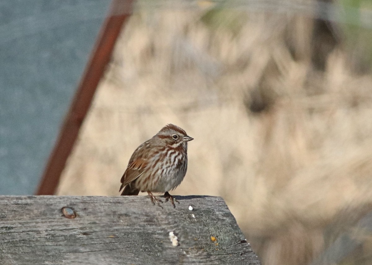 Song Sparrow - ML430789541