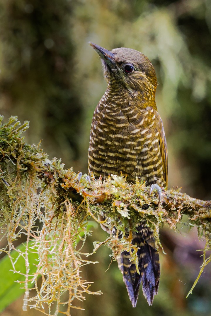 Bar-bellied Woodpecker - Miguel Lezama - Tanager Tours