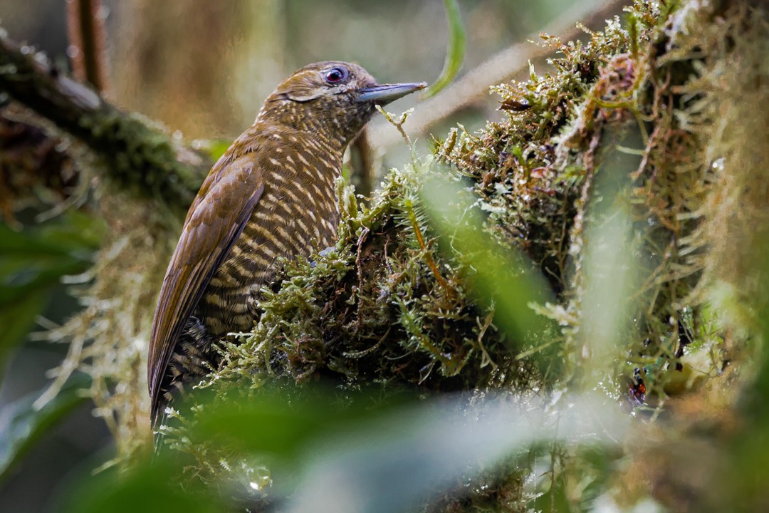 Bar-bellied Woodpecker - ML430790931