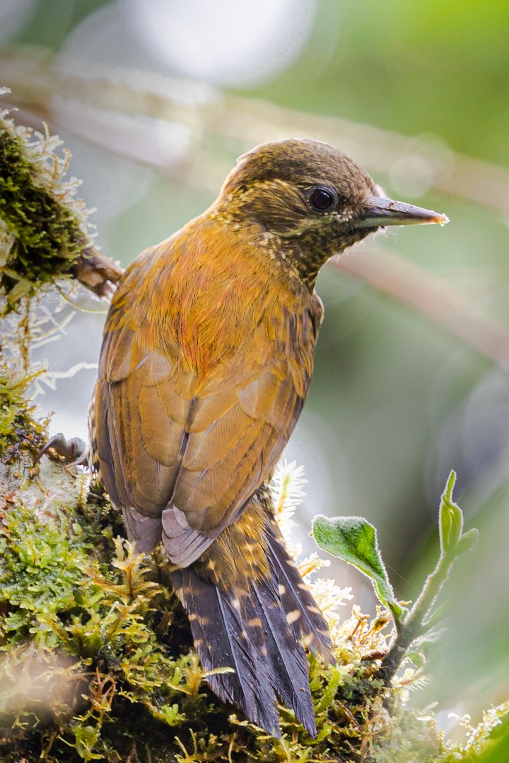 Bar-bellied Woodpecker - Miguel Lezama - Tanager Tours