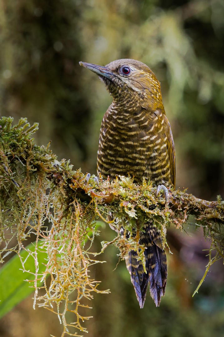 Bar-bellied Woodpecker - Miguel Lezama - Tanager Tours