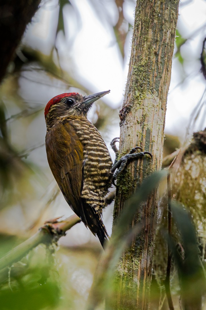 Bar-bellied Woodpecker - Miguel Lezama - Tanager Tours