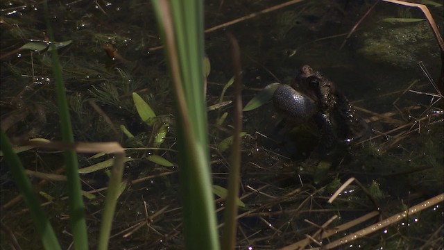 American Toad - ML430791