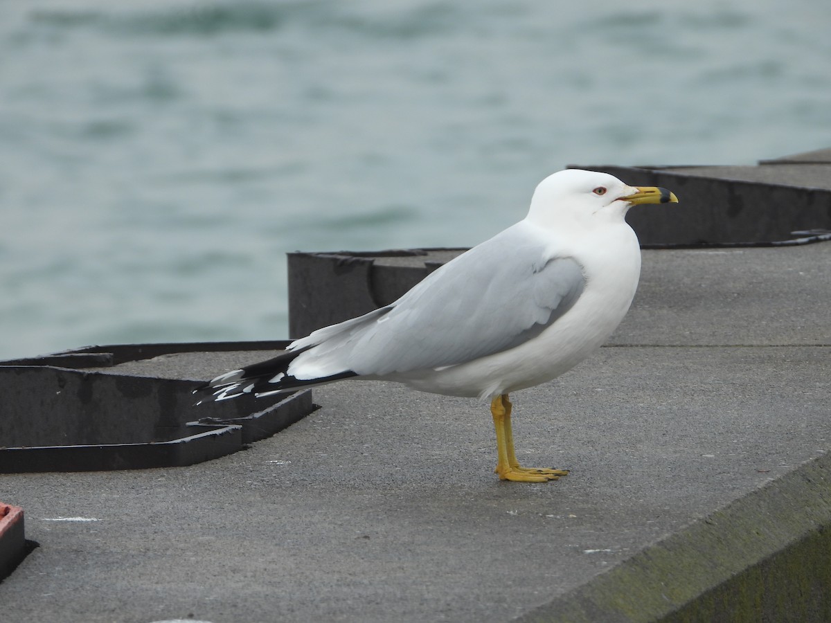 Ring-billed Gull - ML430792031