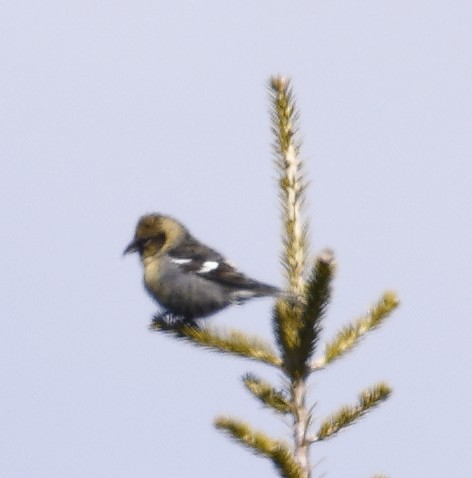 White-winged Crossbill - ML430792191