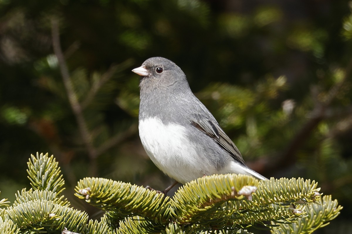 Dark-eyed Junco (Slate-colored) - John Alexander