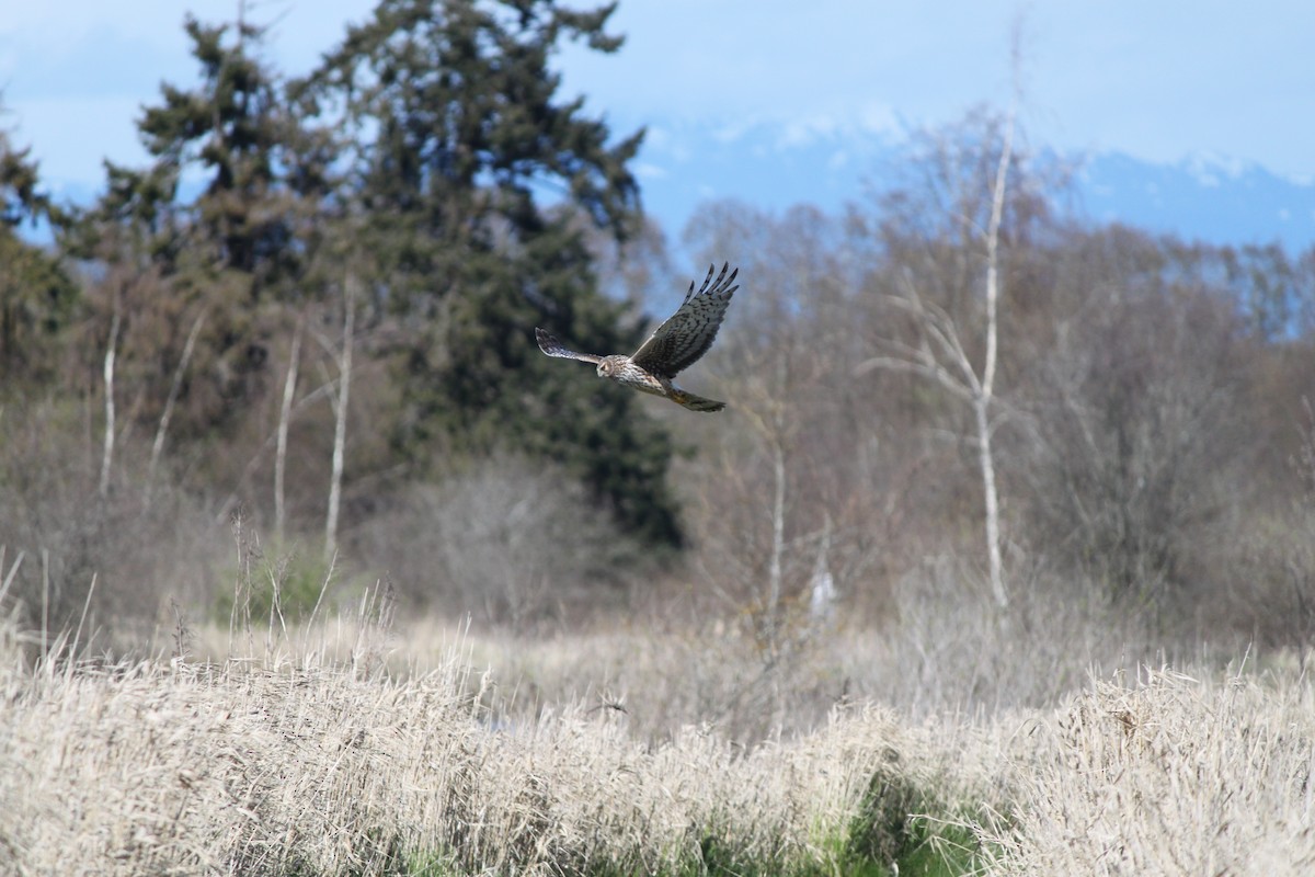 Northern Harrier - Bentley Colwill