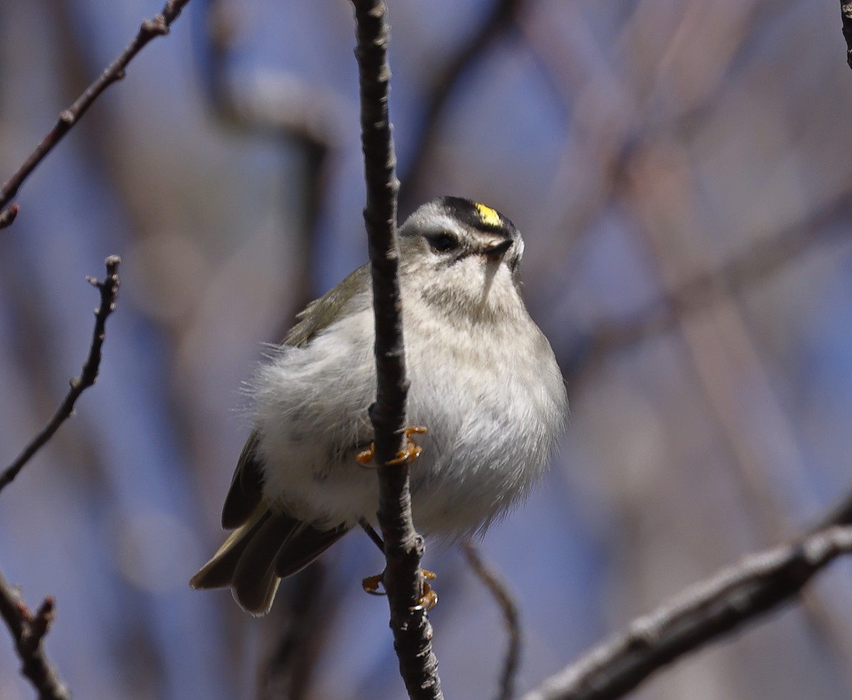 Golden-crowned Kinglet - ML430793281