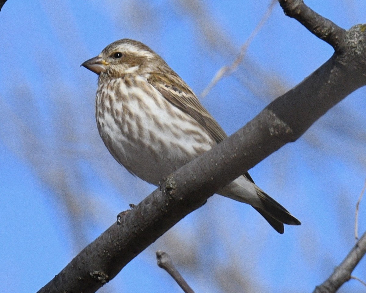 Purple Finch - ML430793781