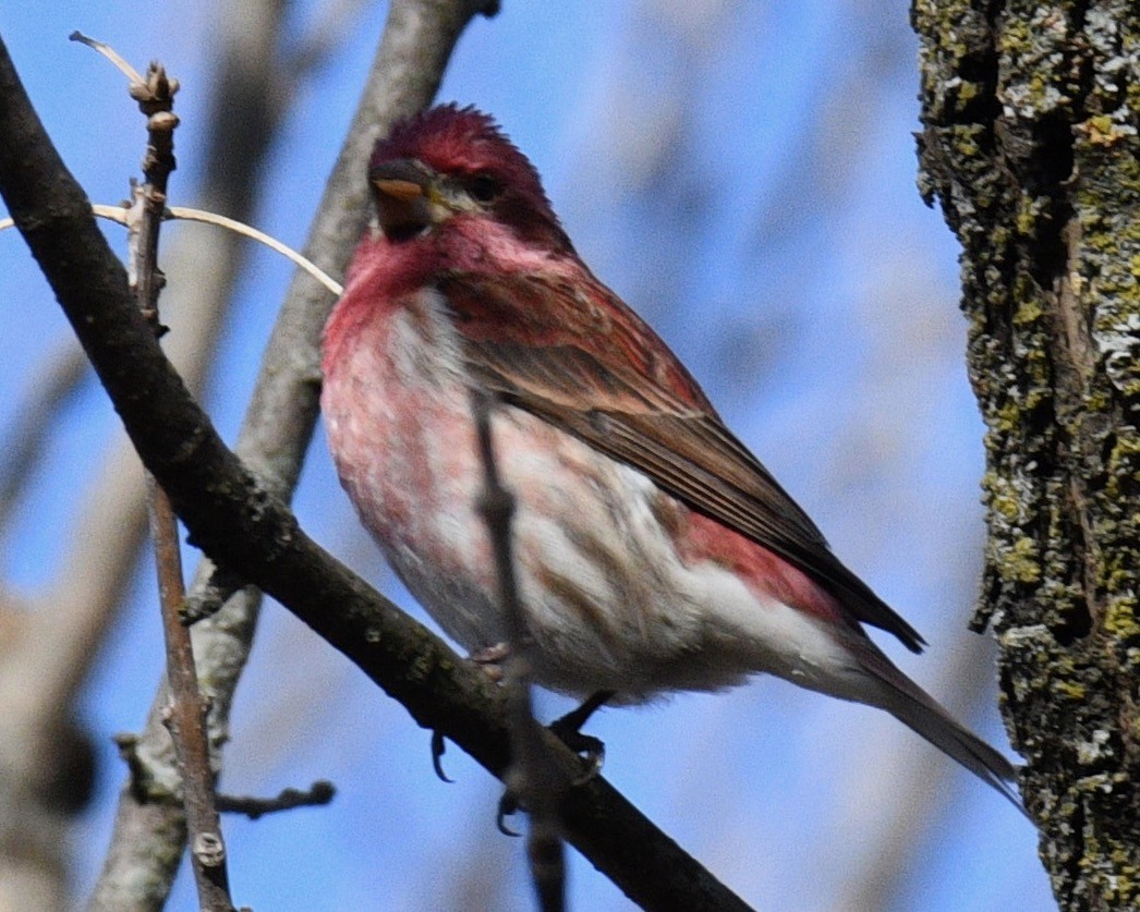 Purple Finch - ML430793791