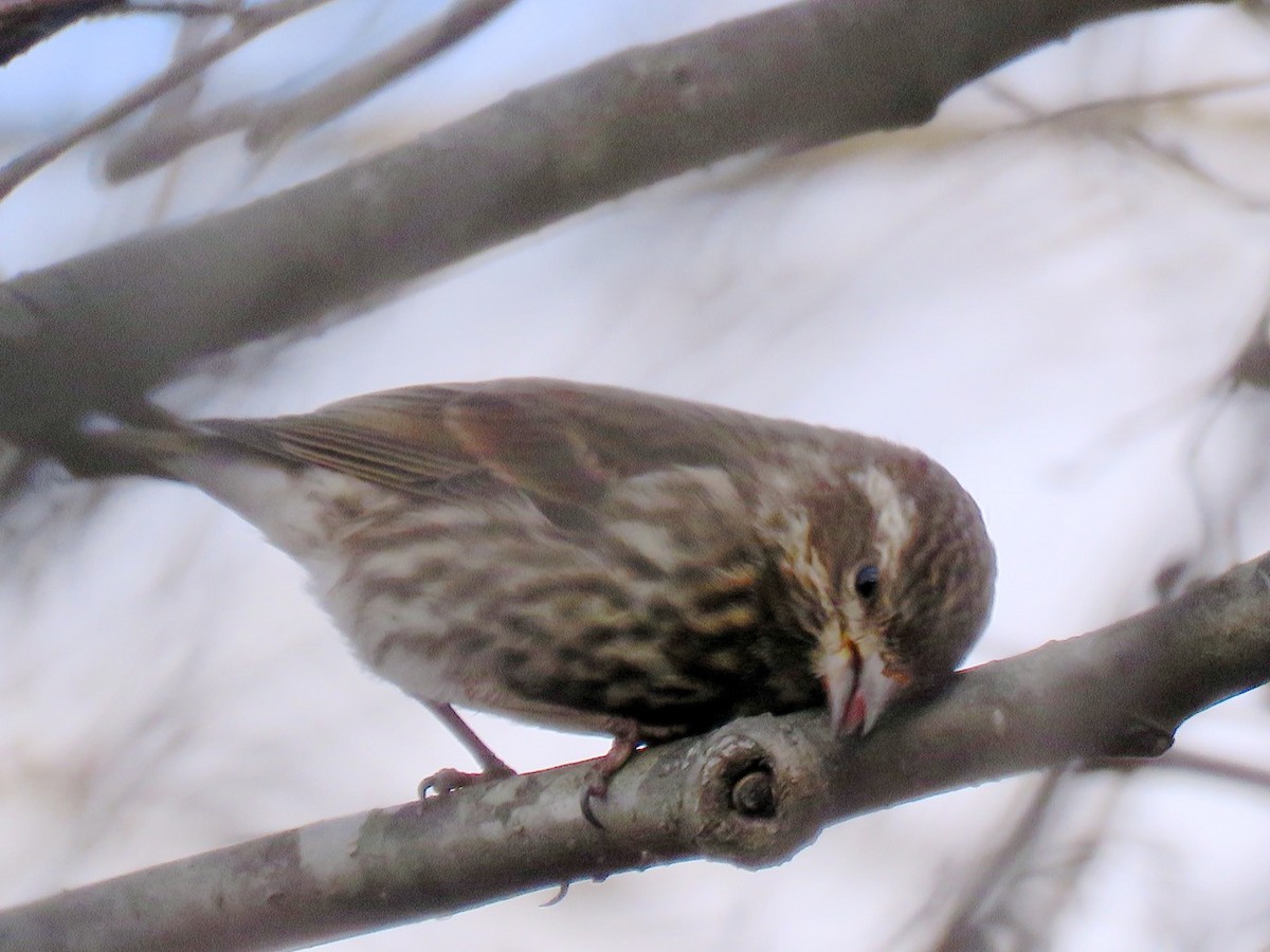 Purple Finch - ML43079411