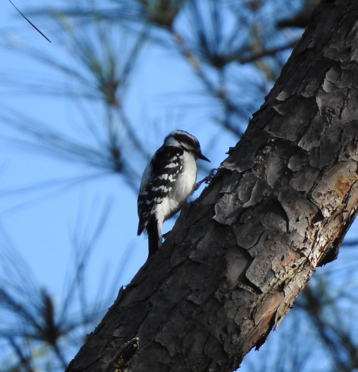 Downy Woodpecker - ML430795931