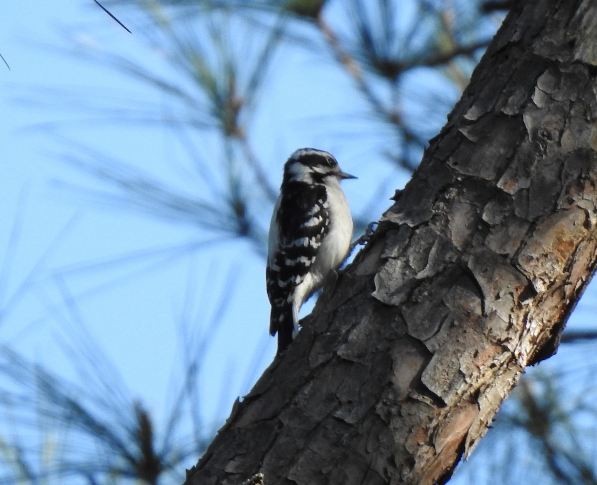 Downy Woodpecker - ML430795941