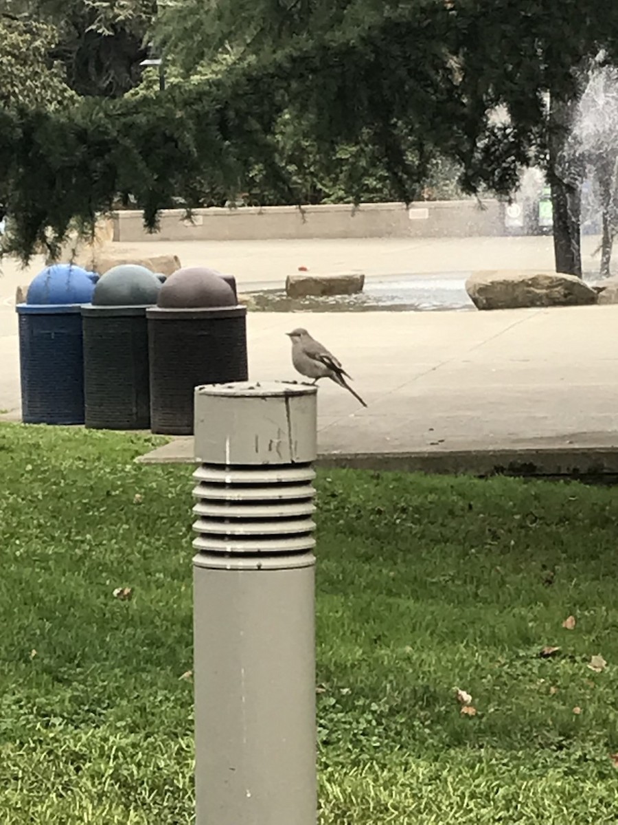 Townsend's Solitaire - ML430797341