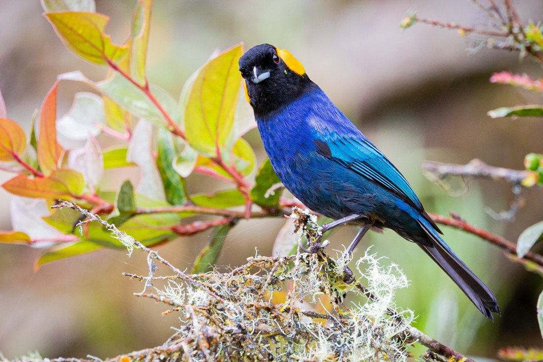 Yellow-scarfed Tanager - Miguel Lezama - Tanager Tours