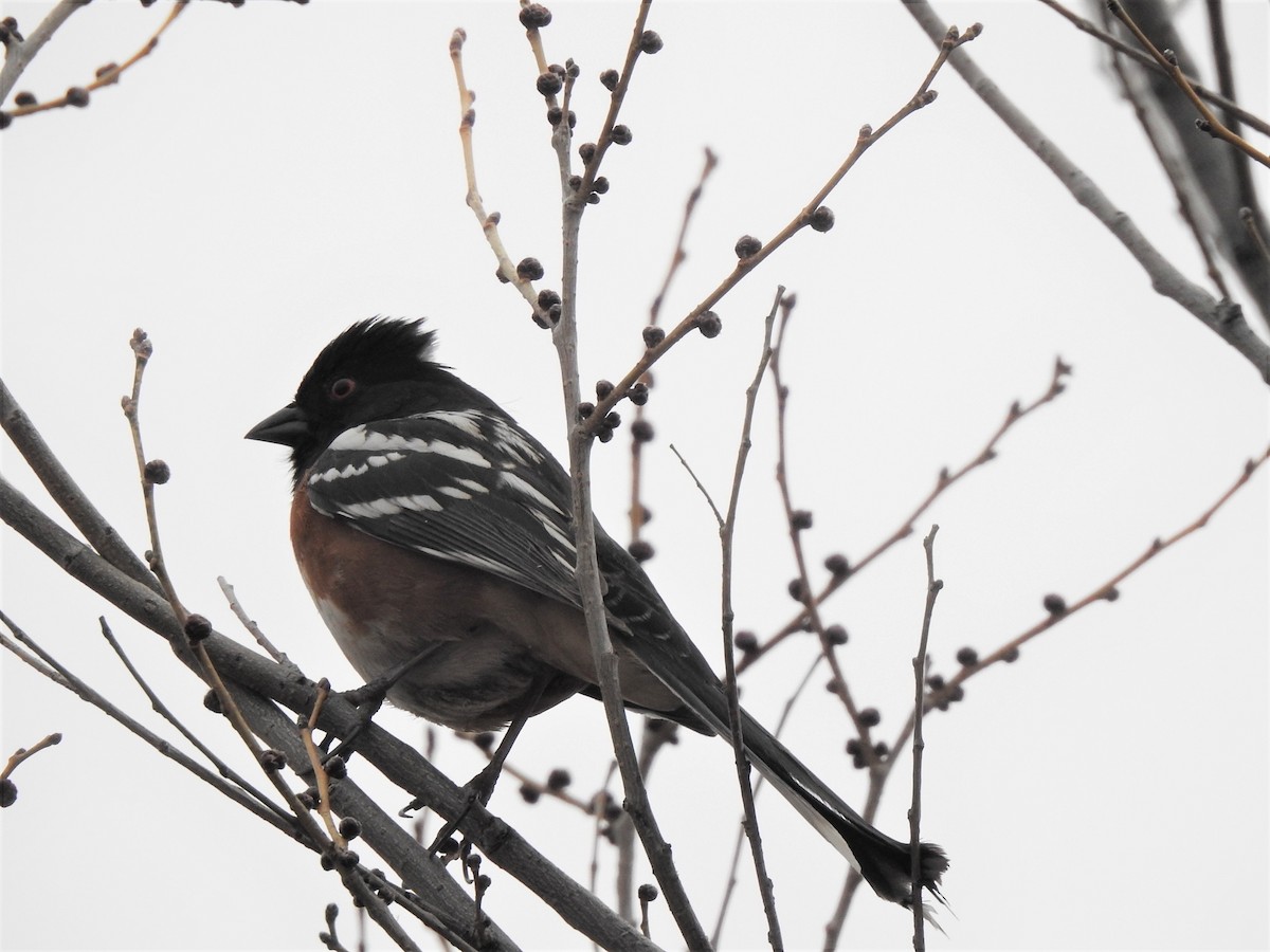 Spotted Towhee - ML430801411