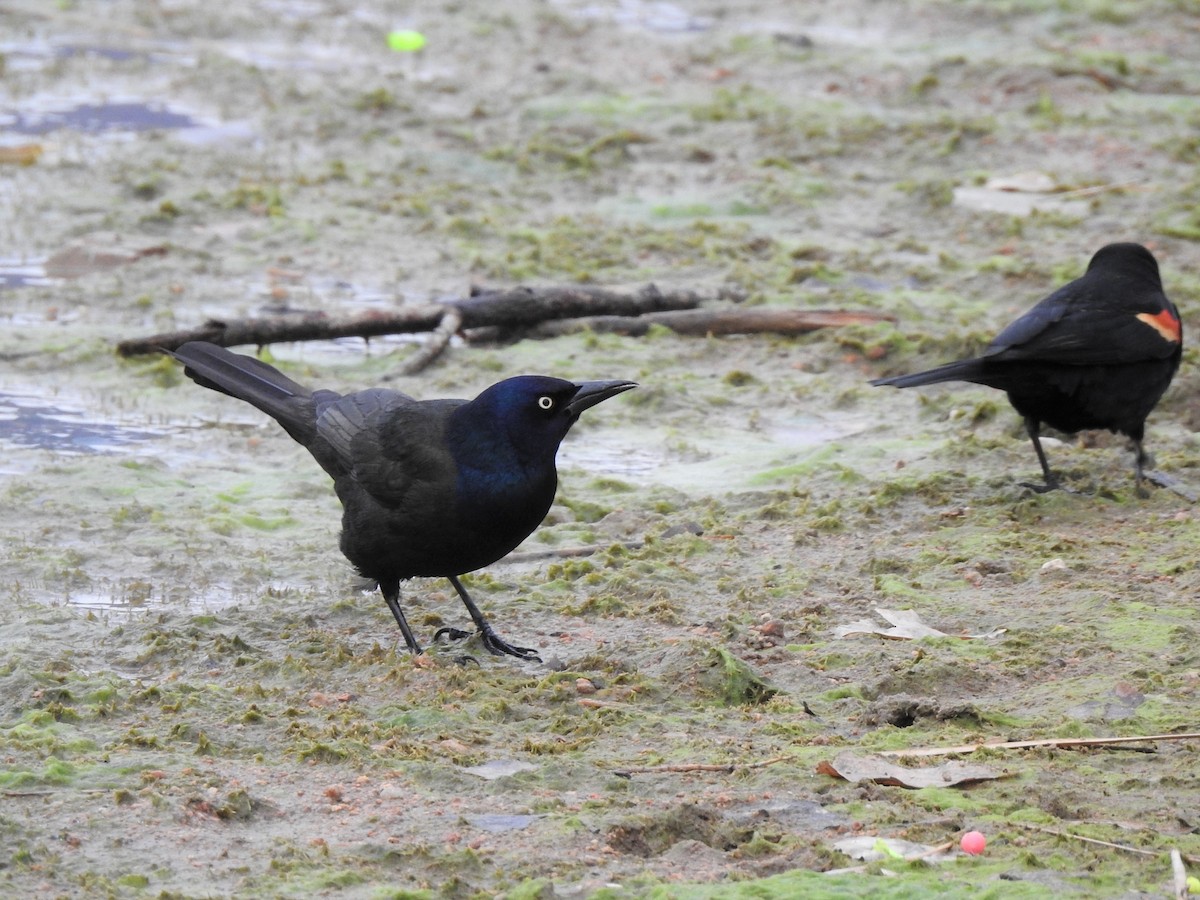 Common Grackle - ML430801451