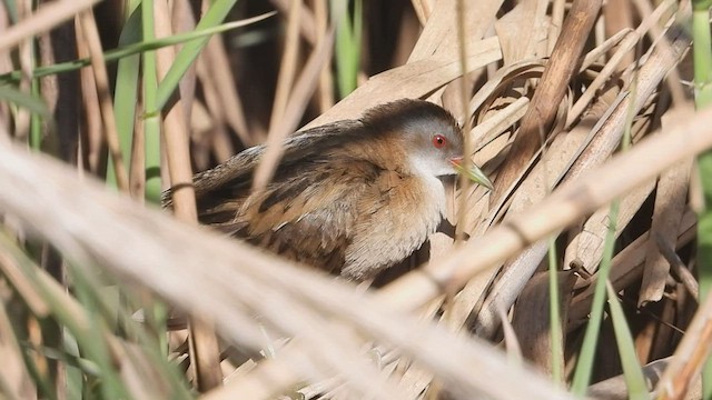 Little Crake - ML430801721