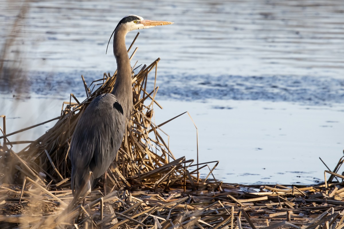 Great Blue Heron - Cody Bassindale