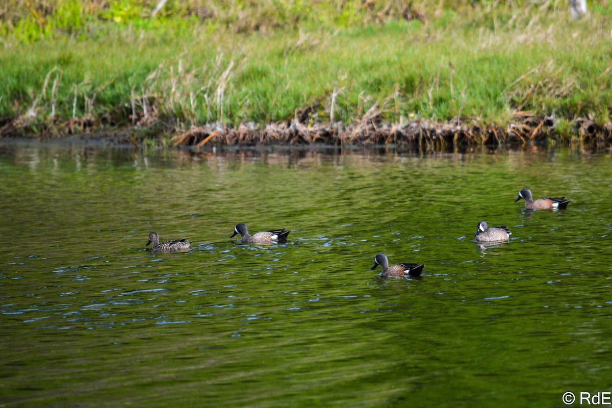 Blue-winged Teal - ML430803901