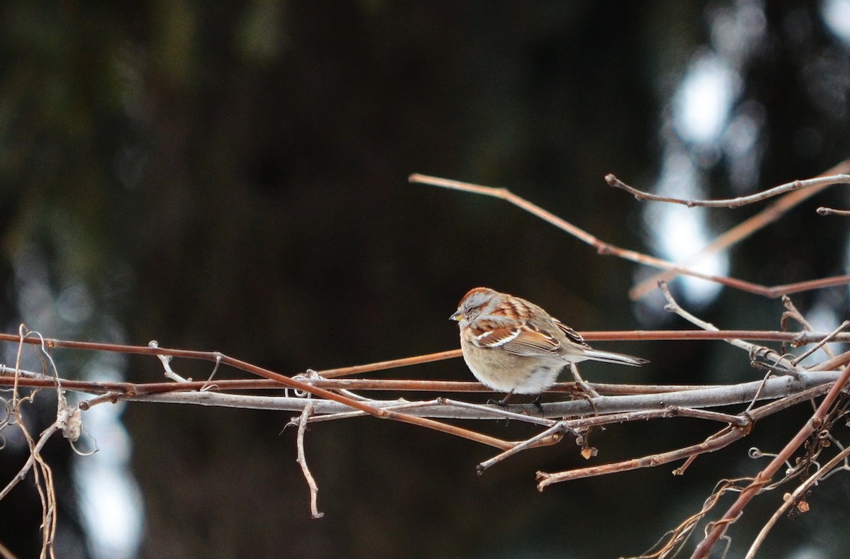 American Tree Sparrow - ML430804041