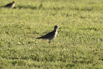 American Golden-Plover - ML430806391