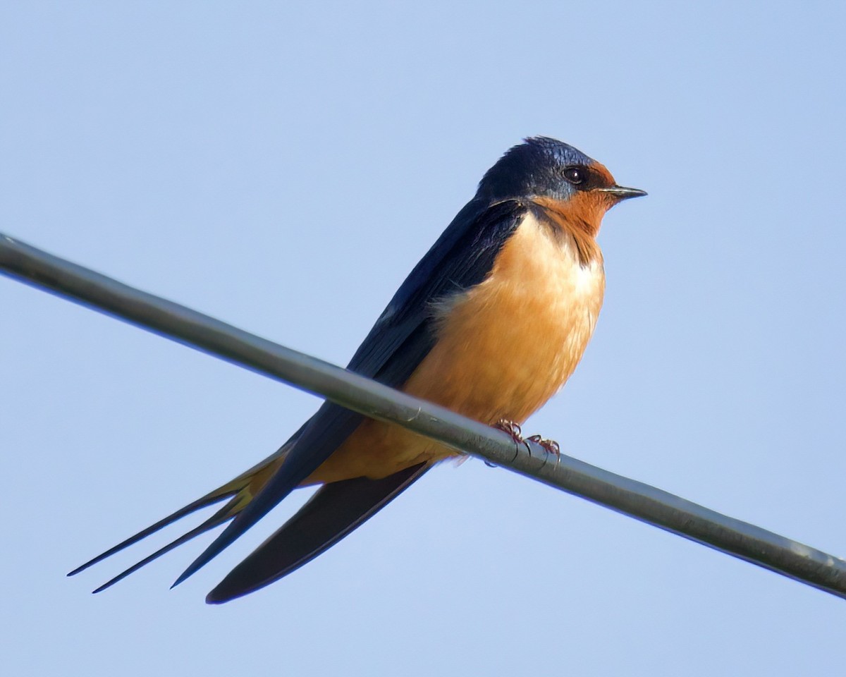 Barn Swallow - ML430807061