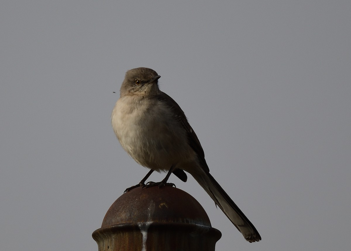 Northern Mockingbird - ML430807211