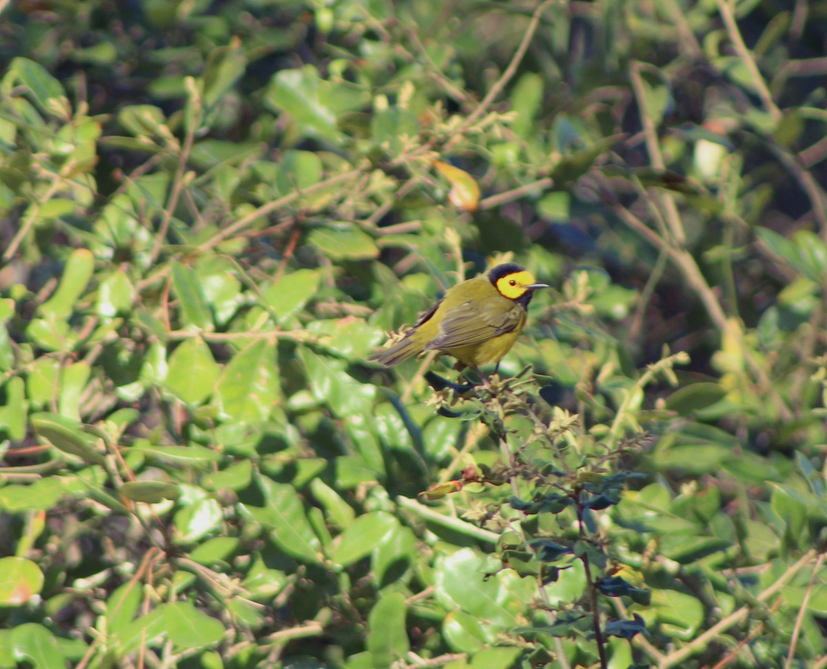 Hooded Warbler - ML430807341