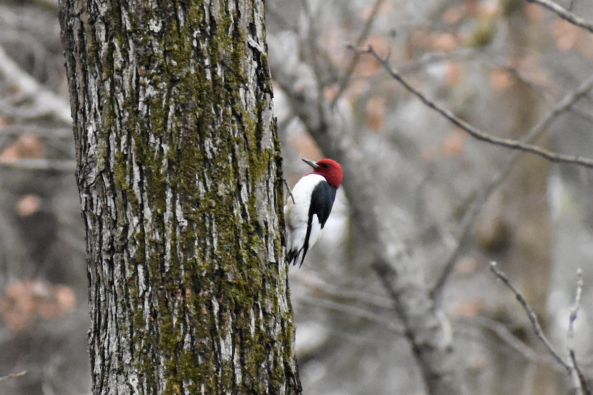 Red-headed Woodpecker - ML430807681