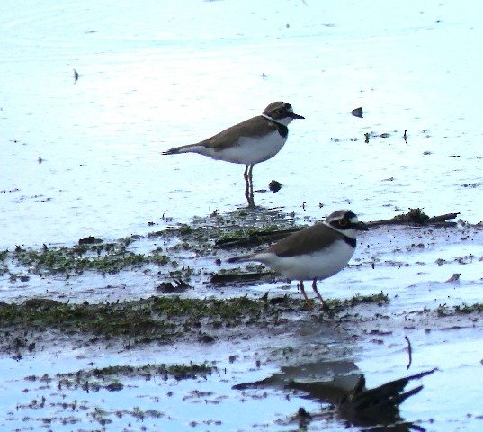 Нарийн хиазат - ML430807831