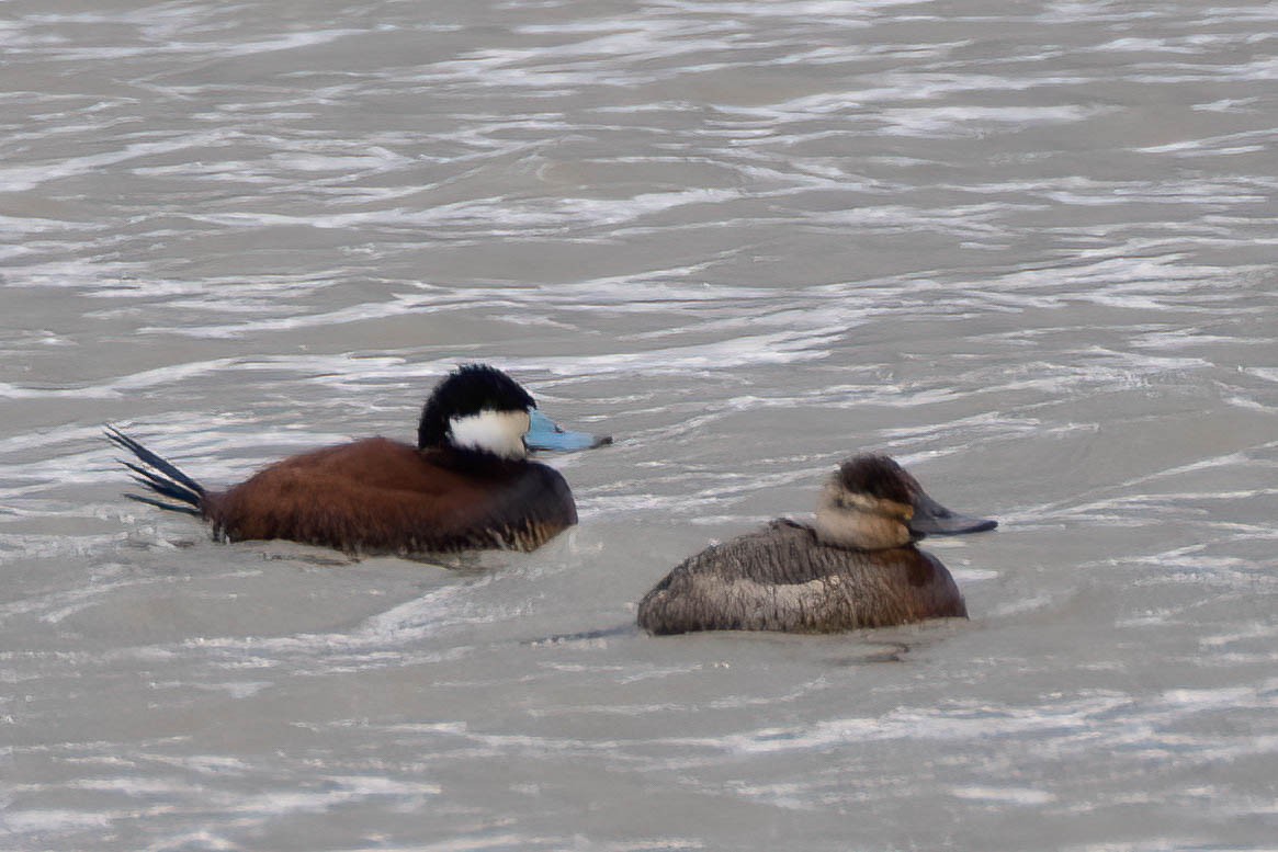 Ruddy Duck - ML430807931