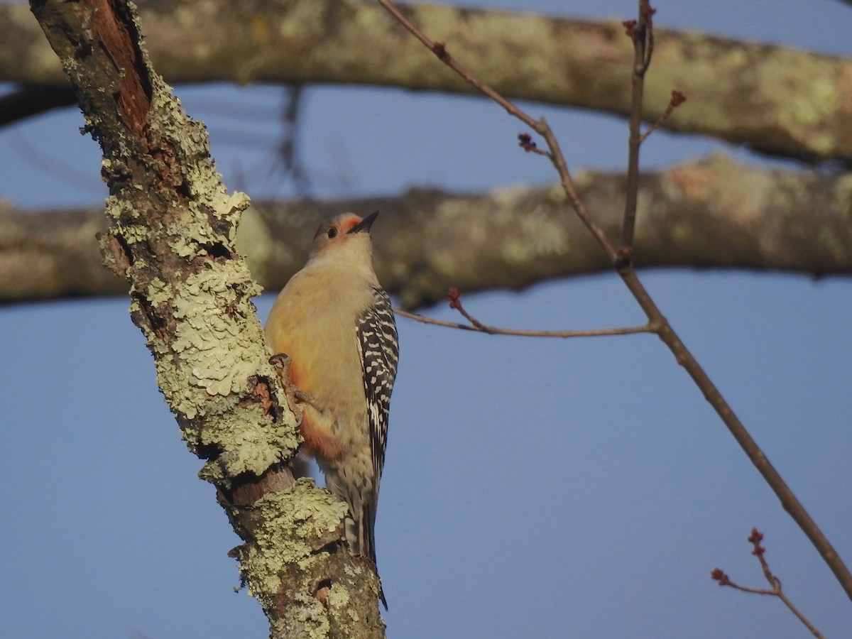 Red-bellied Woodpecker - ML43080831