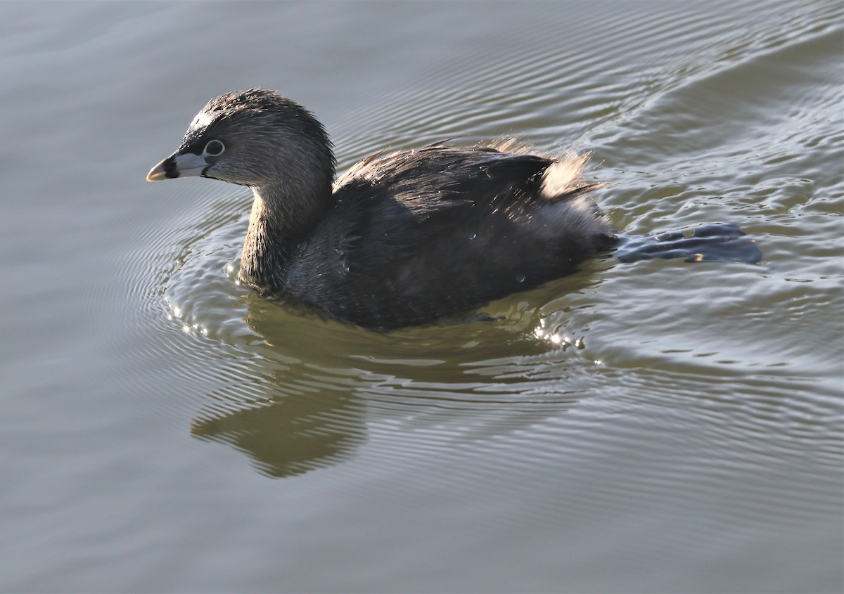 Pied-billed Grebe - ML430809141