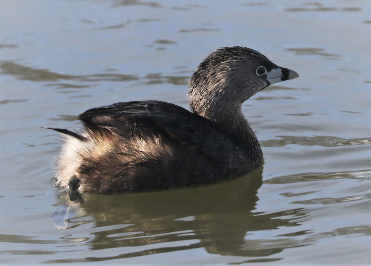 Pied-billed Grebe - ML430809241