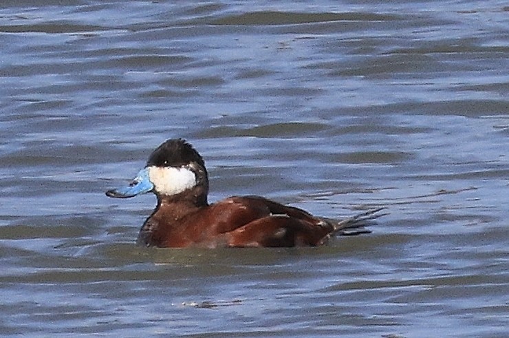 Ruddy Duck - ML430809611