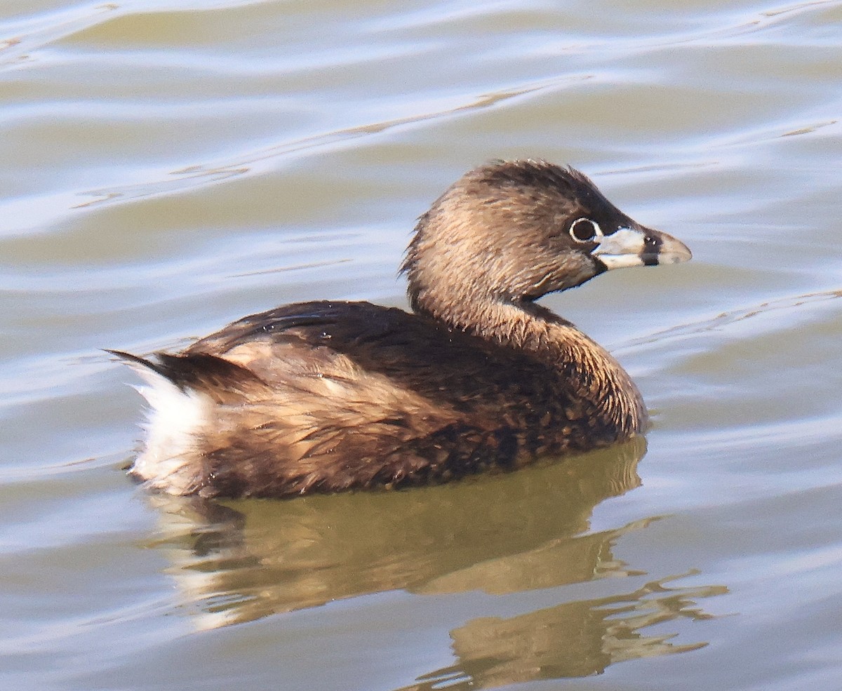 Pied-billed Grebe - ML430809821