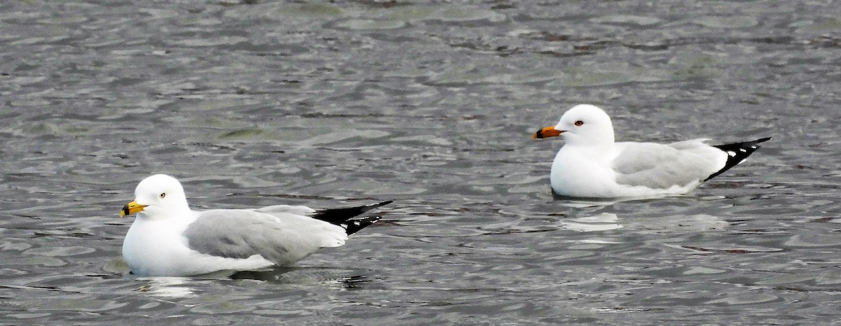 Ring-billed Gull - Sharon Dewart-Hansen