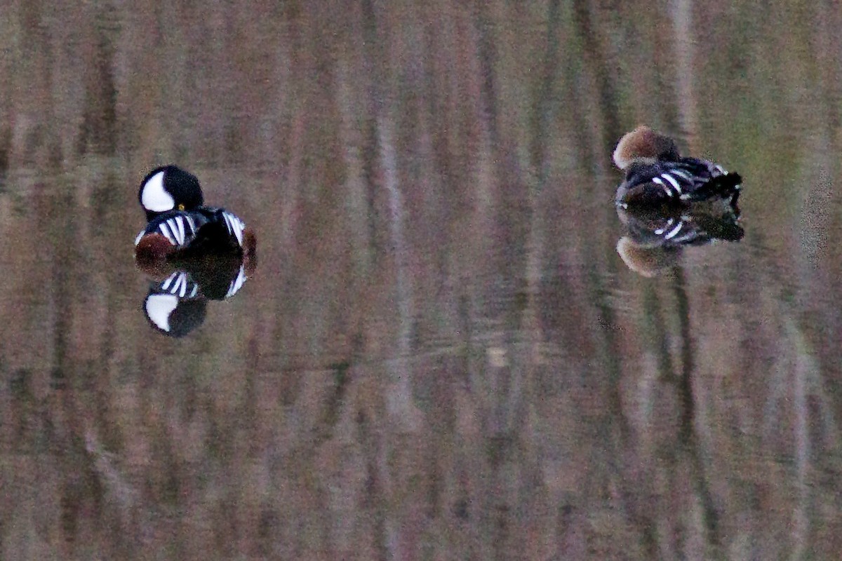 Hooded Merganser - ML43081171