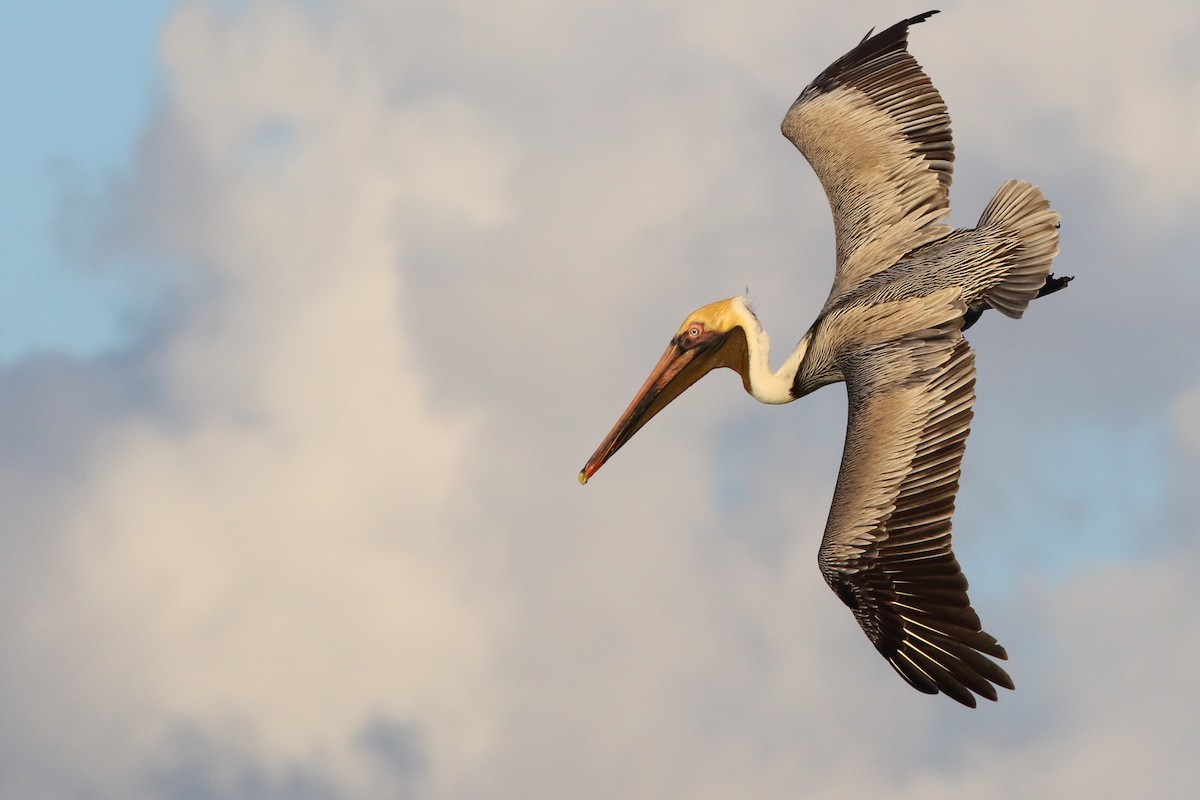 Brown Pelican - ML430812451