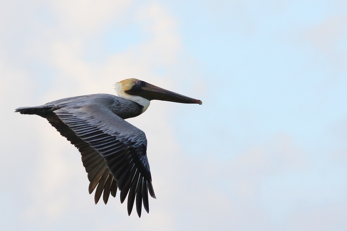 Brown Pelican - ML430812461