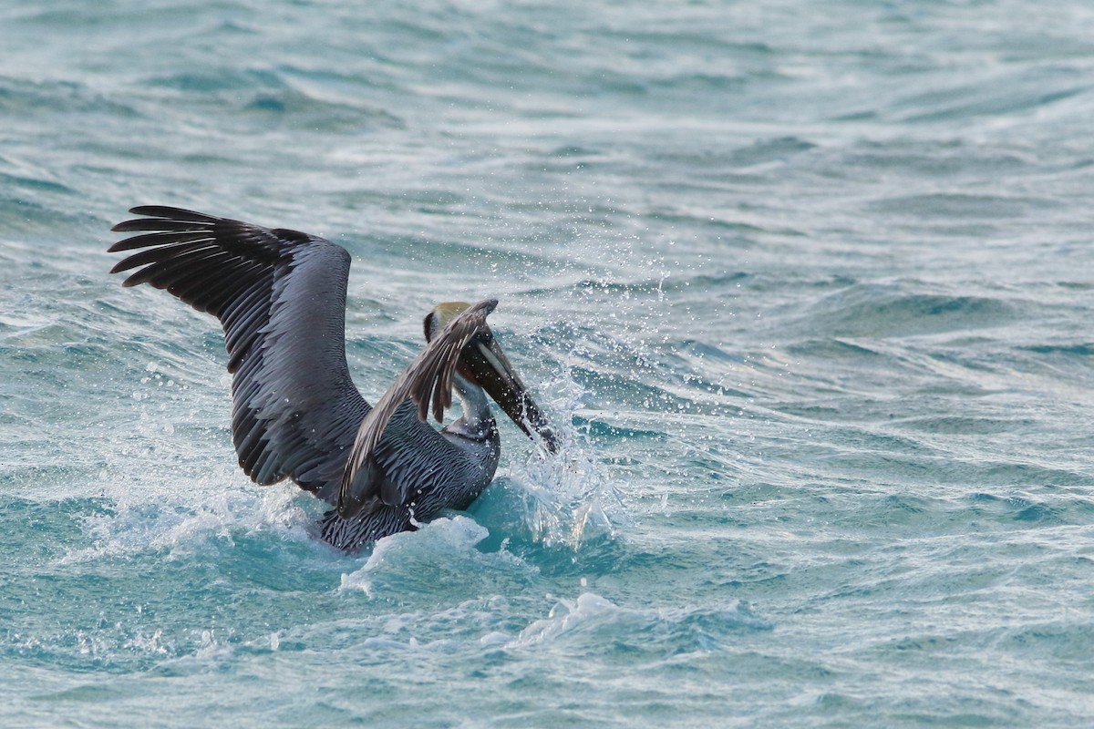 Brown Pelican - ML430812911