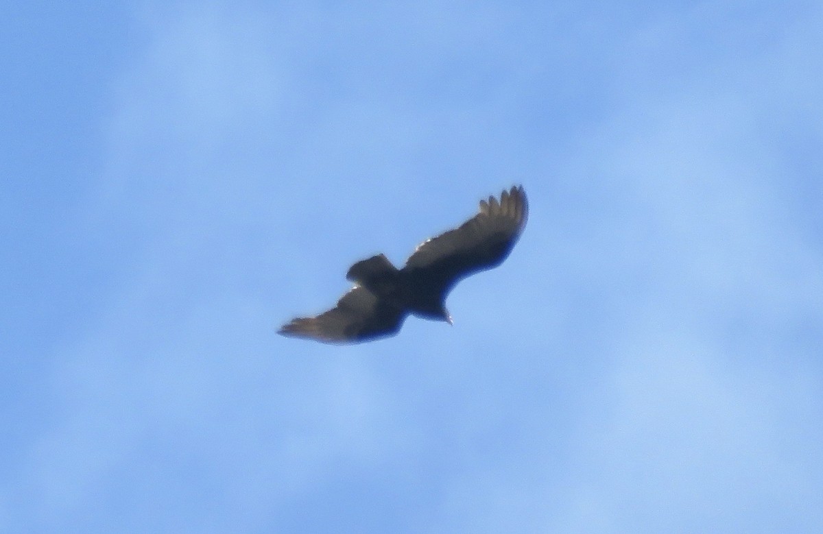 Turkey Vulture - ML430812991