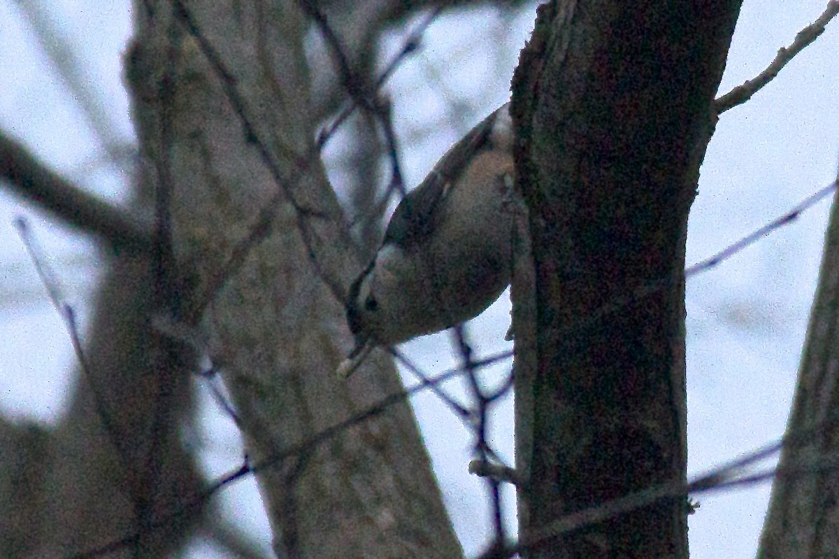 White-breasted Nuthatch - ML43081301