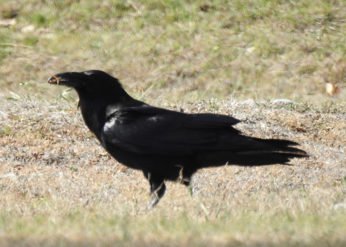 Common Raven - Cheryl Niemeier