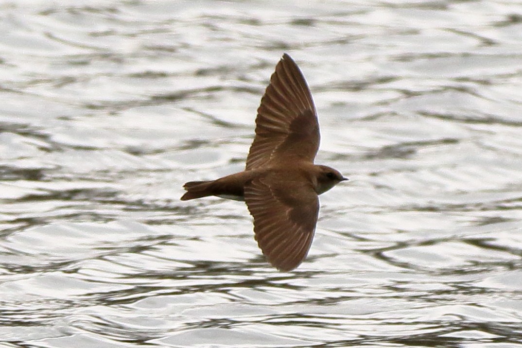 Northern Rough-winged Swallow - John Manger