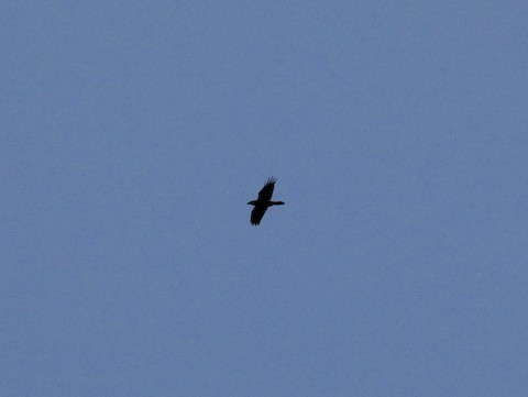 Common Raven - ML430815041