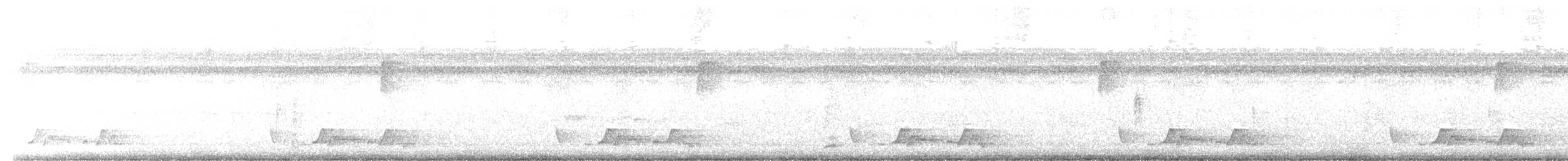 Carolinanachtschwalbe - ML430815901