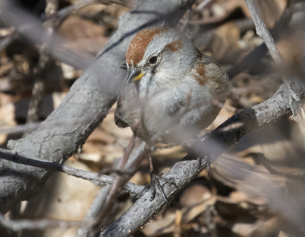 American Tree Sparrow - David Soltess